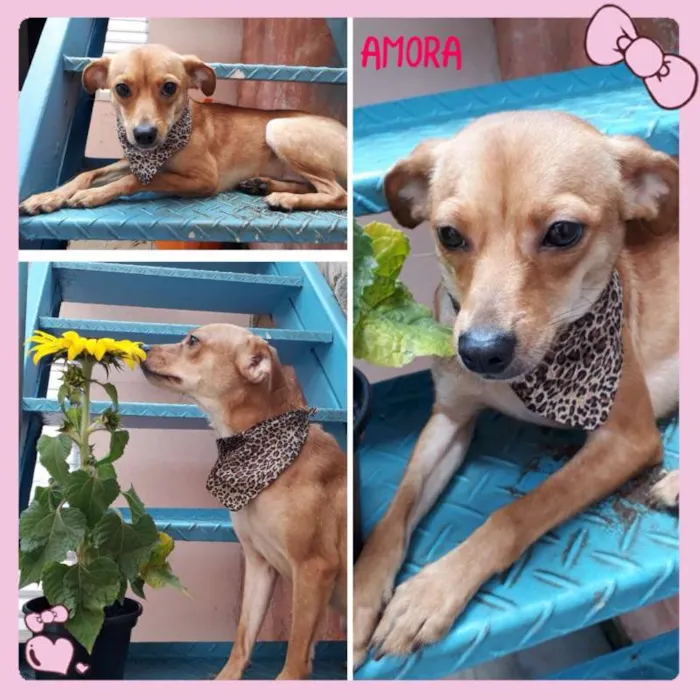 Cachorro ra a Pinscher idade 1 ano nome Amora
