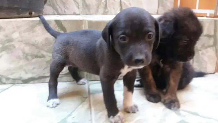 Cachorro raça SRD idade 2 a 6 meses nome (Ainda sem nome)