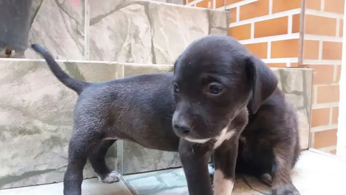 Cachorro raça SRD idade 2 a 6 meses nome (Ainda sem nome)