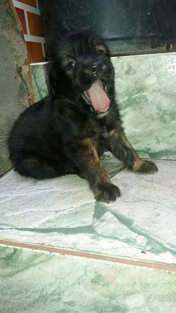 Cachorro raça SRD idade 2 a 6 meses nome (Ainda sem nome)