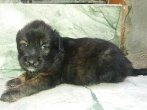 Cachorro raça SRD idade 2 a 6 meses nome (Ainda sem nome)