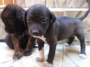 Cachorro raça SRD idade 2 a 6 meses nome (Ainda sem nome)