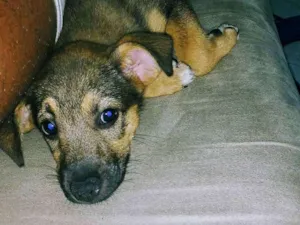 Cachorro raça SRD idade 7 a 11 meses nome Anitta