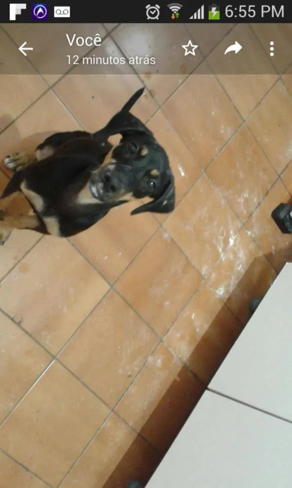 Cachorro ra a vira latinha idade 2 a 6 meses nome Tokyo