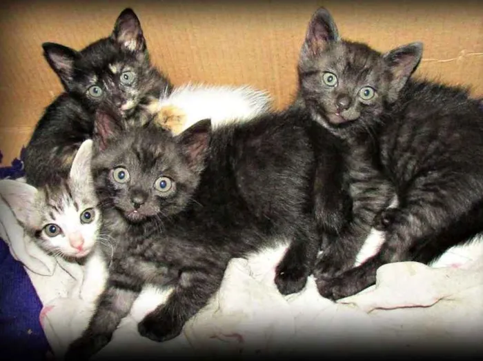 Gato raça Gato Europeu idade 2 a 6 meses nome Não tem