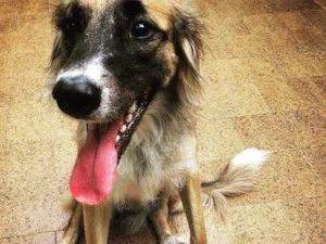 Cachorro raça SRD idade 2 anos nome Lambão