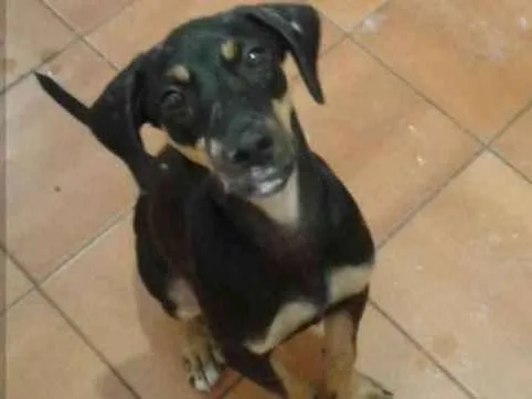 Cachorro ra a vira latinha idade 2 a 6 meses nome Tokyo