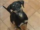 Cachorro raça vira latinha idade 2 a 6 meses nome Tokyo
