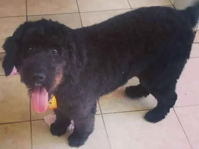 Cachorro ra a Poodle idade 1 ano nome Uly