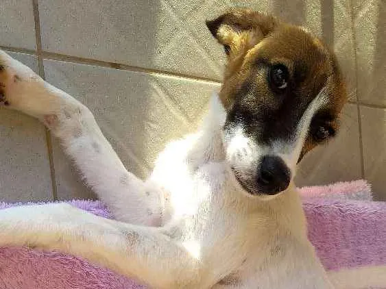 Cachorro ra a Srd idade 2 a 6 meses nome Pandora