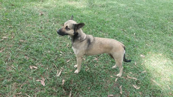 Cachorro ra a Mestiça  com pastor idade 3 anos nome Menina