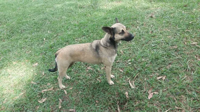 Cachorro ra a Mestiça  com pastor idade 3 anos nome Menina