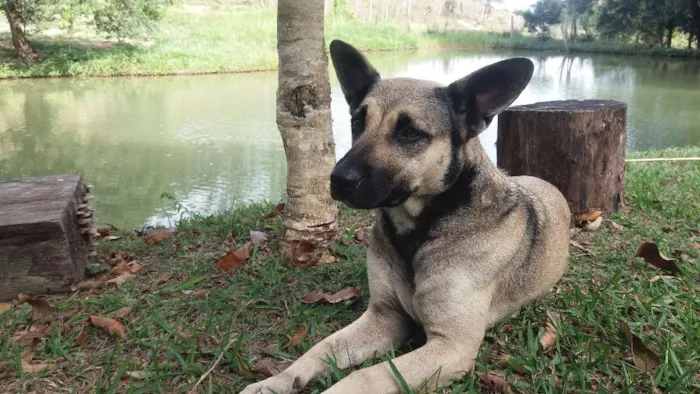 Cachorro ra a Mestiça  com pastor idade 3 anos nome Menina