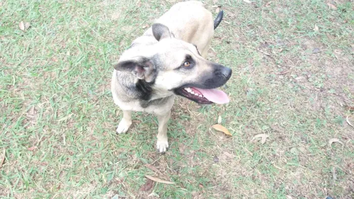 Cachorro ra a Mestiça  com pastor idade 3 anos nome Menina