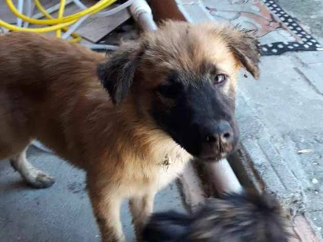 Cachorro ra a Não sei  idade 7 a 11 meses nome Chamo de Derek