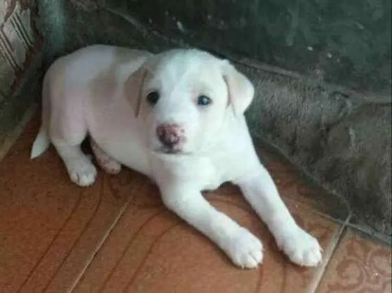 Cachorro ra a Poodle numero 4 misturado idade Abaixo de 2 meses nome Ainda não tem nome 