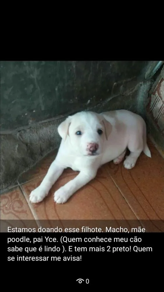 Cachorro ra a Poodle numero 4 misturado idade Abaixo de 2 meses nome Ainda não tem nome 