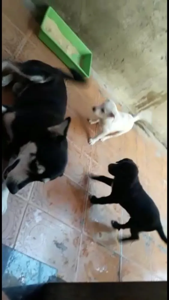 Cachorro ra a Poodle numero 4 misturado idade Abaixo de 2 meses nome Ainda não tem nome 