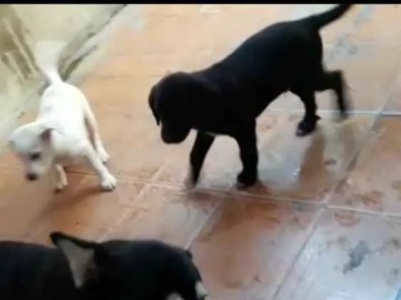 Cachorro ra a Poodle numero 4 misturado idade Abaixo de 2 meses nome Ainda não tem nome 