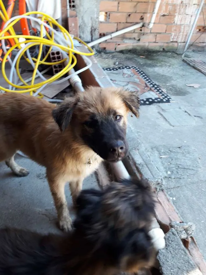 Cachorro ra a Não sei  idade 7 a 11 meses nome Derek 