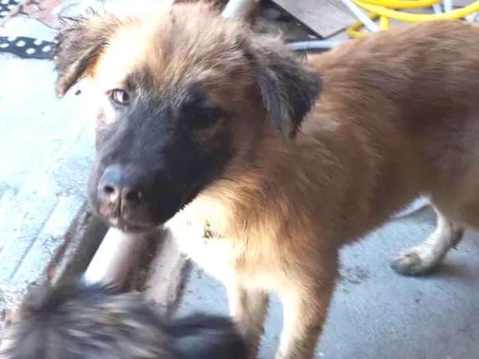 Cachorro ra a Não sei  idade 7 a 11 meses nome Derek 