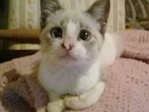 Gato raça Srd idade 2 a 6 meses nome Miaw