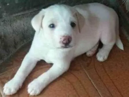 Cachorro ra a Poodle numero 4 misturado idade Abaixo de 2 meses nome Ainda não tem nome 
