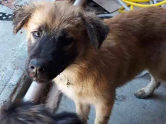 Cachorro ra a Não sei  idade 7 a 11 meses nome Chamo de Derek