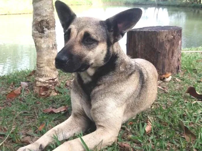 Cachorro ra a Mestiça  com pastor idade 3 anos nome Menina