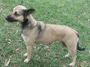 Cachorro raça Mestiça  com pastor idade 3 anos nome Menina