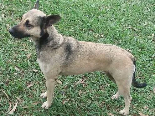 Cachorro ra a Mestiça  com pastor idade 3 anos nome Menina