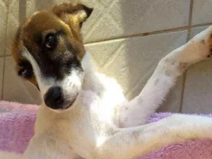 Cachorro raça Srd idade 2 a 6 meses nome Pandora