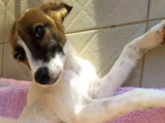 Cachorro ra a Srd idade 2 a 6 meses nome Pandora