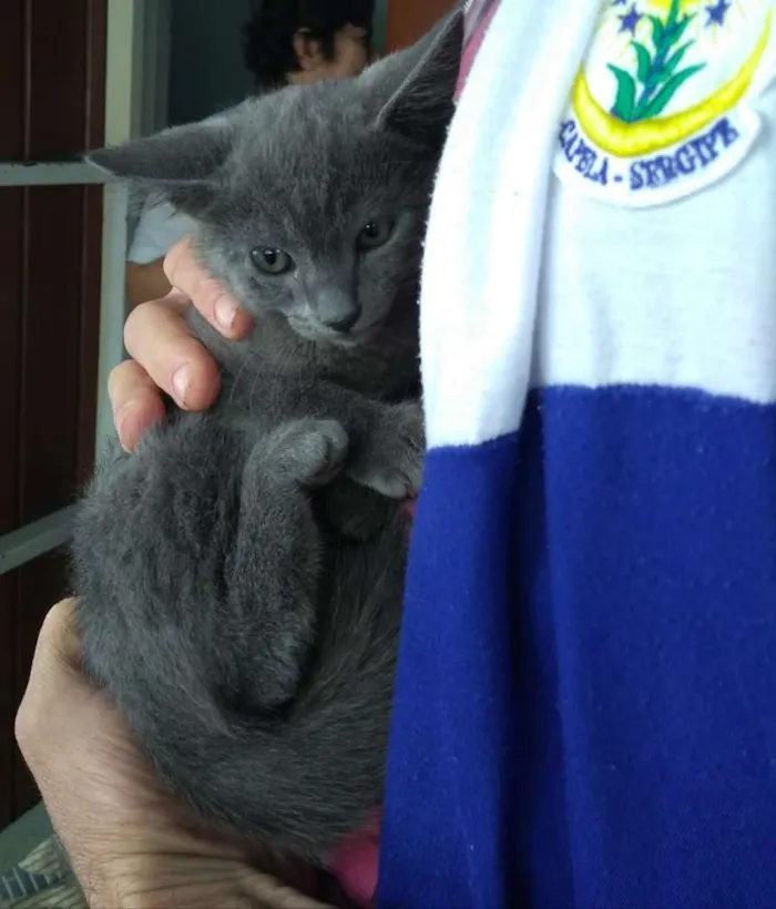 Gato ra a Cinza srd idade  nome Dan