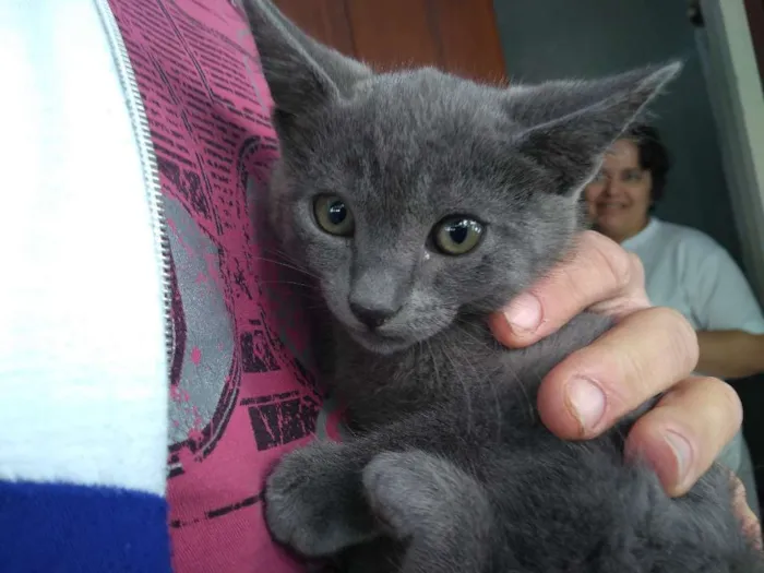 Gato ra a Cinza srd idade  nome Dan