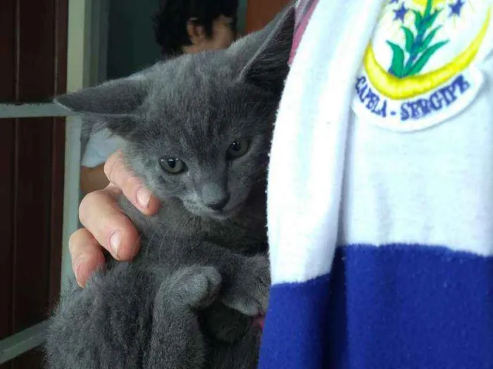 Gato ra a Cinza srd idade  nome Dan