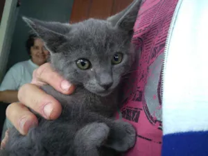 Gato raça Cinza srd idade  nome Dan