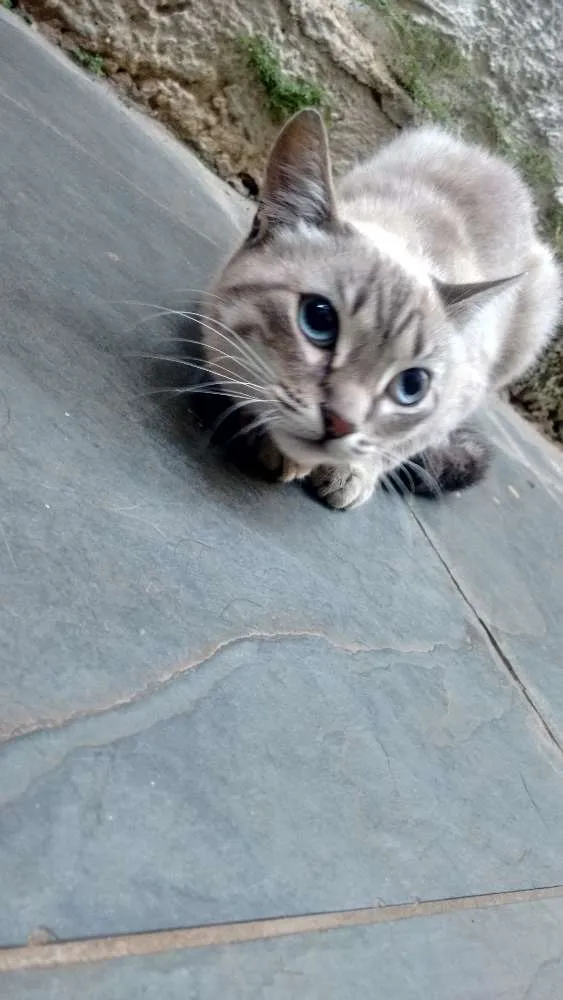 Gato ra a SRD idade 7 a 11 meses nome KAYANE