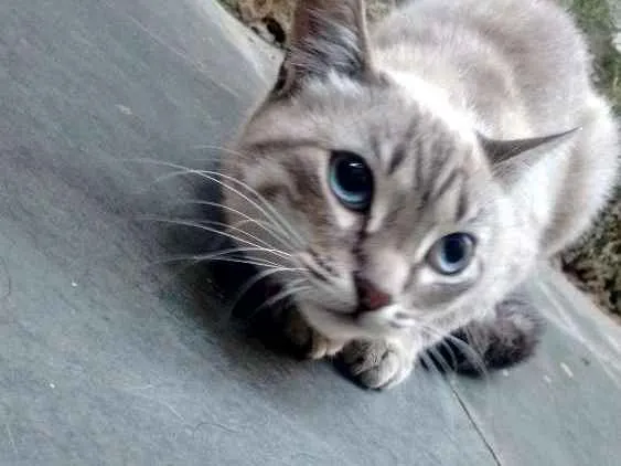 Gato ra a SRD idade 7 a 11 meses nome KAYANE