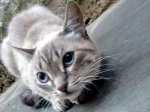 Gato raça SRD idade 7 a 11 meses nome KAYANE
