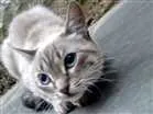 Gato raça SRD idade 7 a 11 meses nome KAYANE