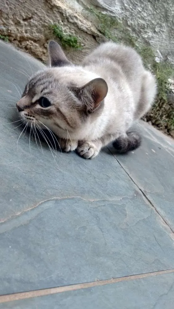 Gato ra a SRD idade 7 a 11 meses nome KAYANE