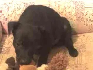 Cachorro raça Sem raça idade 2 a 6 meses nome 3 fêmeas