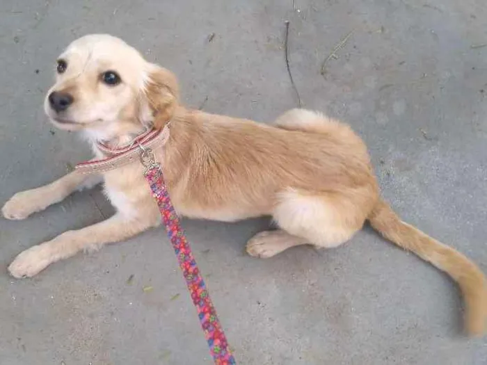 Cachorro ra a Desconheço a raça idade 2 a 6 meses nome Minnie