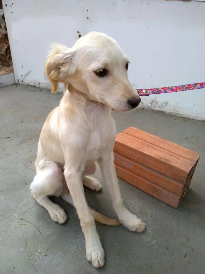 Cachorro ra a Desconheço a raça idade 2 a 6 meses nome Beijinho