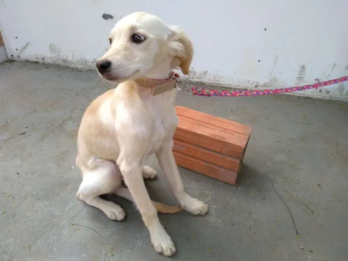 Cachorro ra a Desconheço a raça idade 2 a 6 meses nome Beijinho