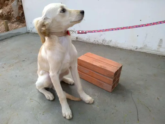 Cachorro ra a Desconheço a raça idade 2 a 6 meses nome Beijinho