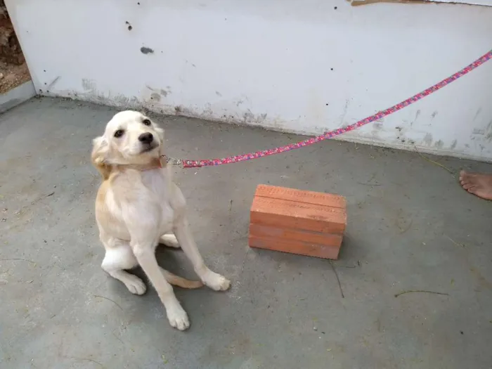 Cachorro ra a Desconheço a raça idade 2 a 6 meses nome Beijinho