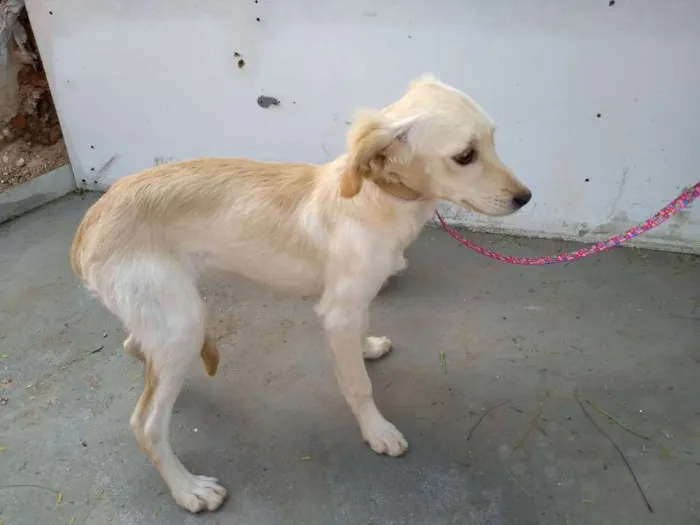 Cachorro ra a Desconheço a raça idade 2 a 6 meses nome Beijinho