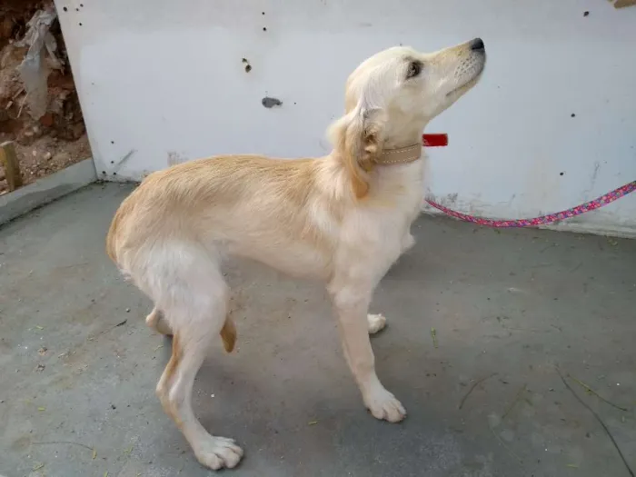 Cachorro ra a Desconheço a raça idade 2 a 6 meses nome Beijinho